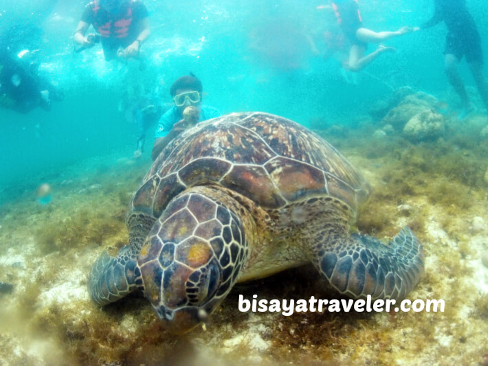 Apo Island: A Day Trip Guide To One Of Negros Oriental’s Treasures