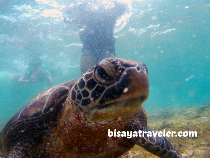 Apo Island: A Day Trip Guide To One Of Negros Oriental’s Treasures