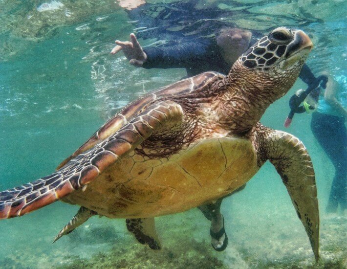 Apo Island