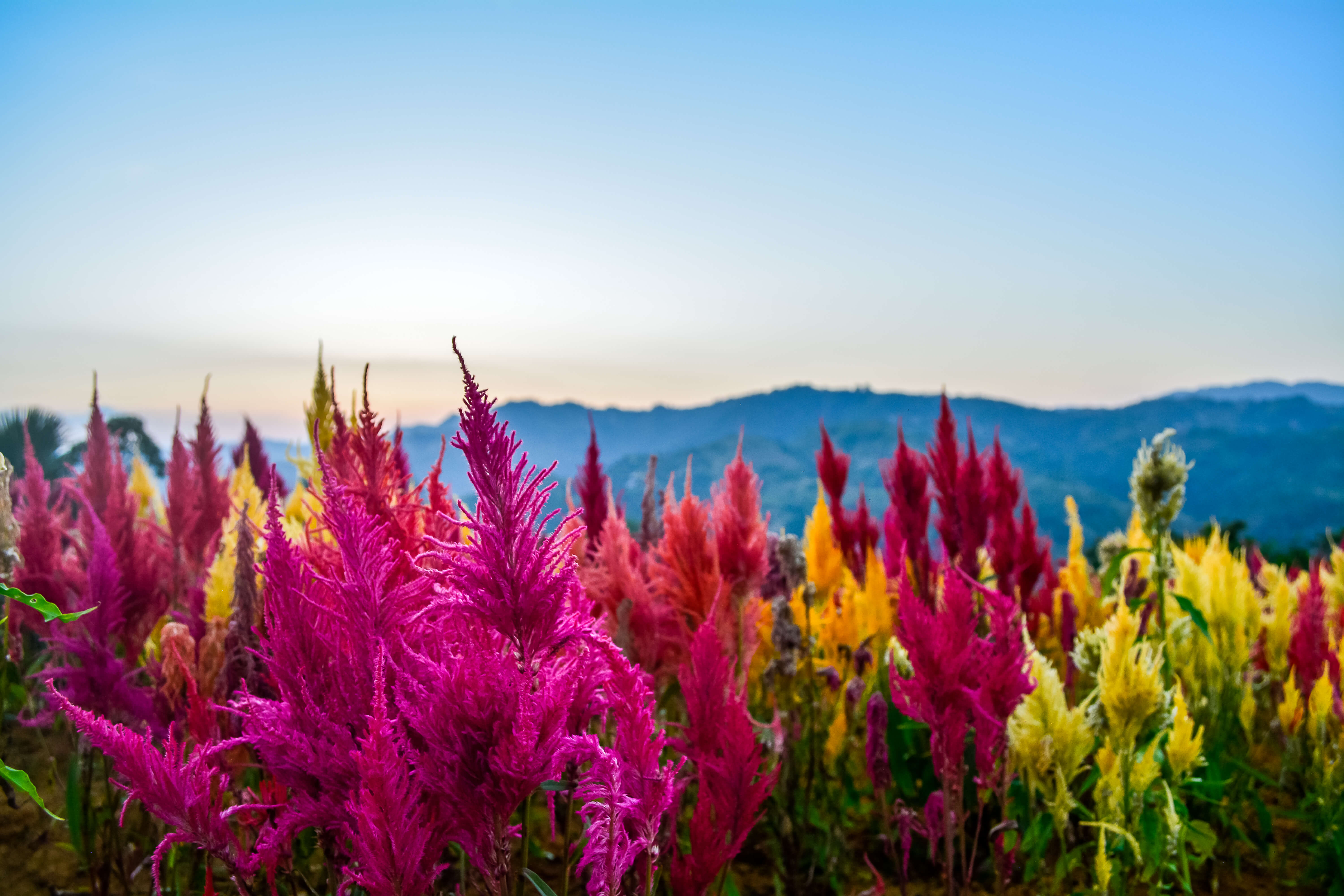 Sirao Flower Garden: The Vividly Beautiful Mini Amsterdam Of Cebu - The ...