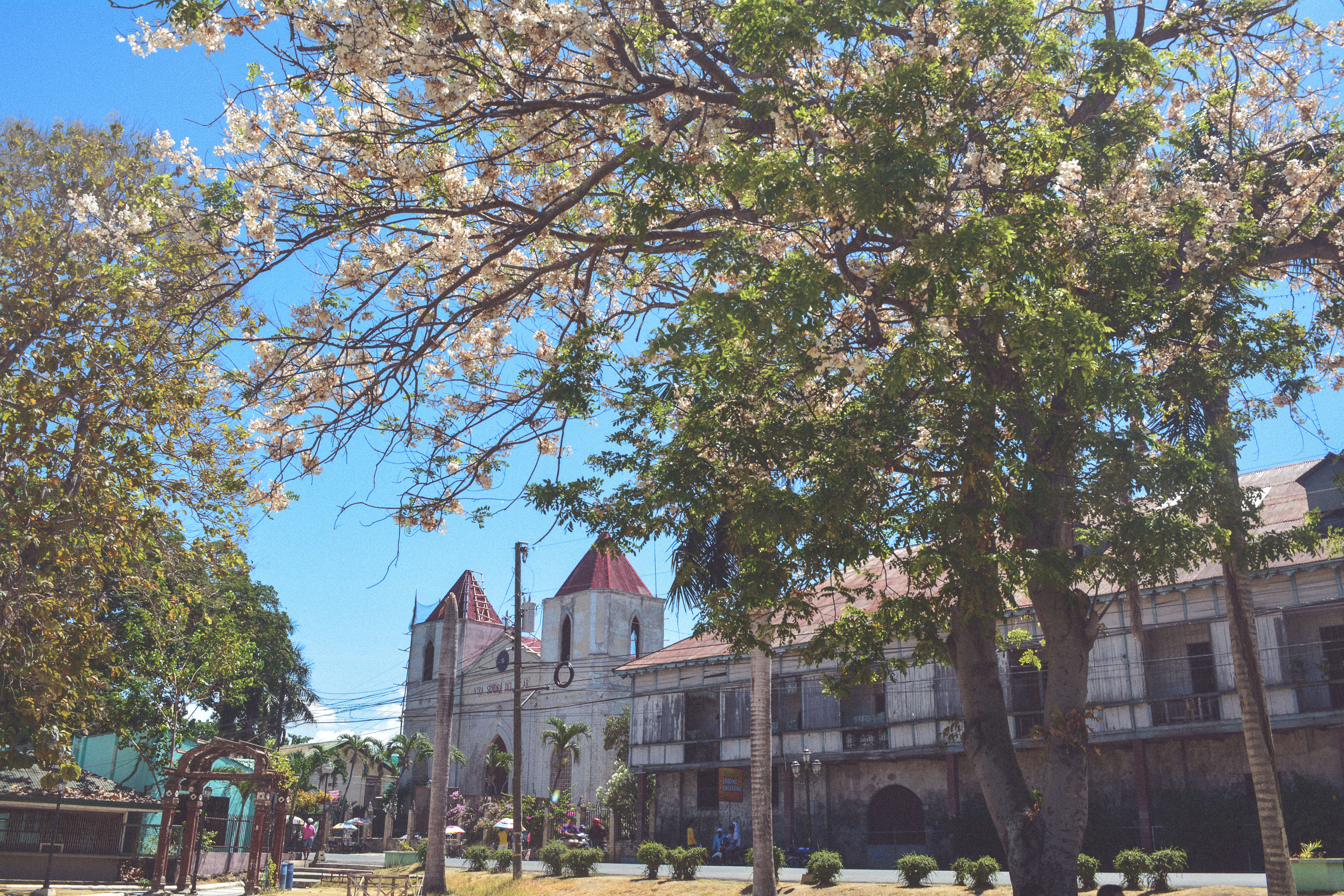 cherry blossom in Cebu