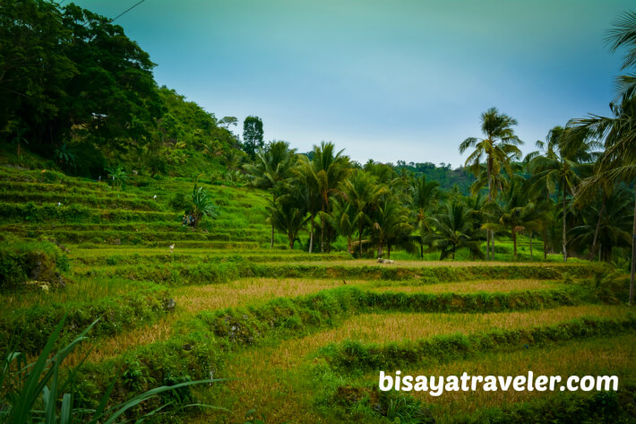 A Solo Visit To Argao’s Gorgeous Rice Terraces