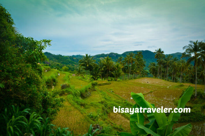 A Solo Visit To Argao’s Gorgeous Rice Terraces