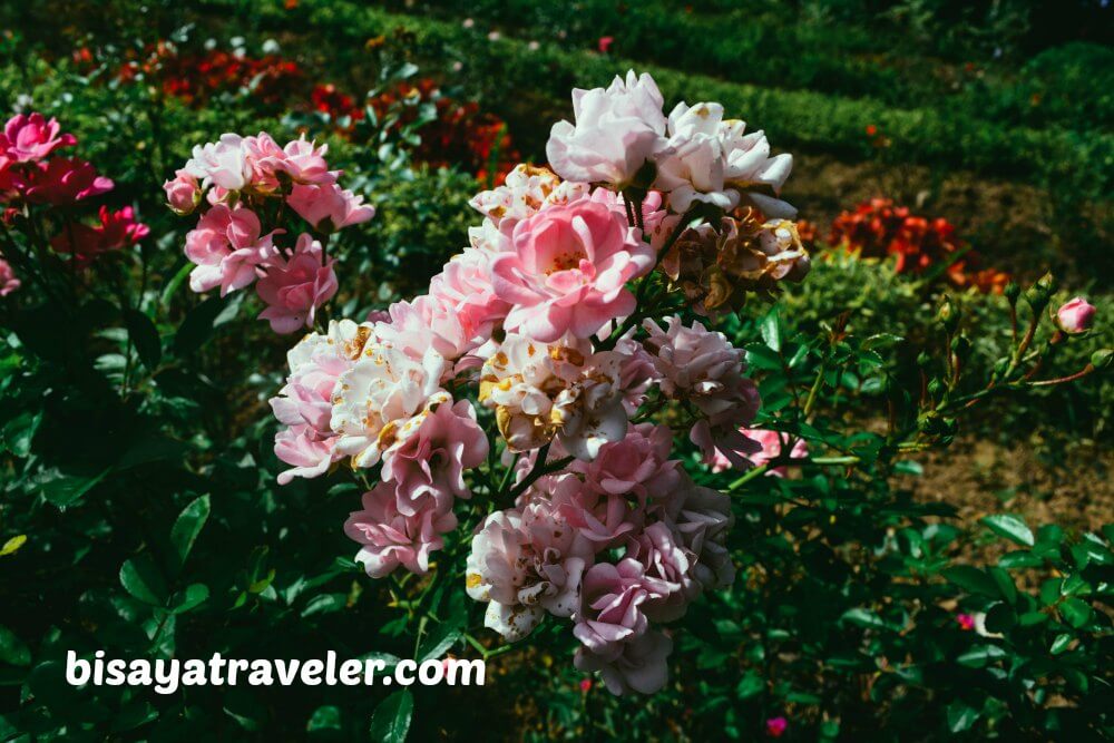 Terrazas De Flores Botanical Garden: Cebu’s Breezy Floral Nirvana