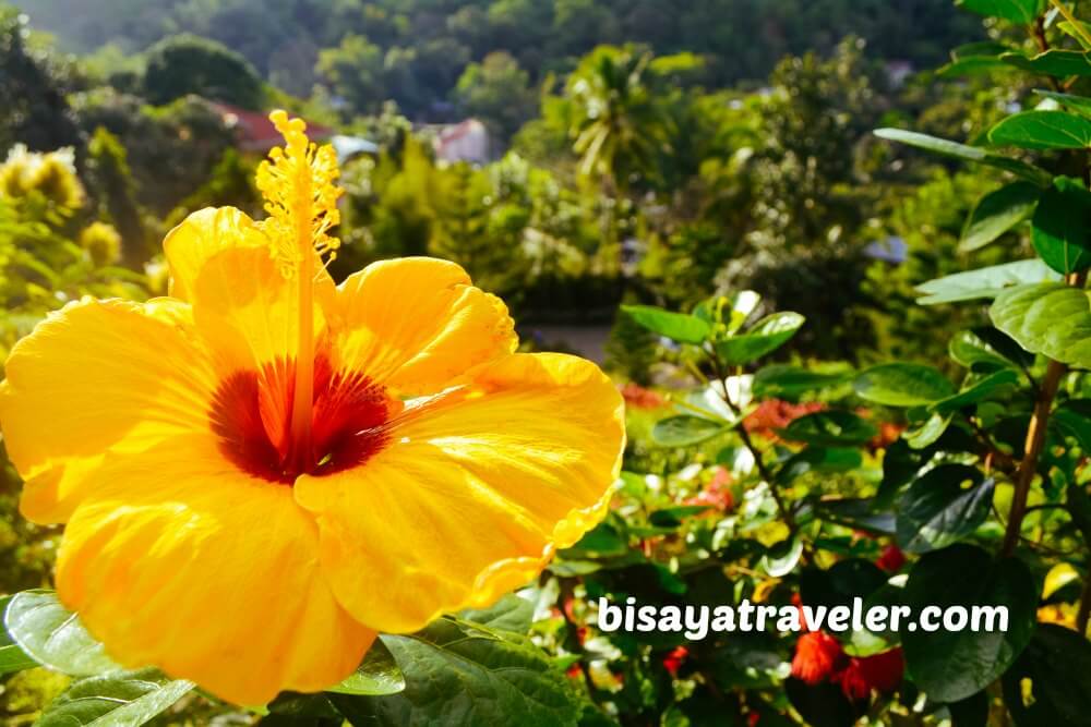 Terrazas De Flores Botanical Garden: Cebu’s Breezy Floral Nirvana