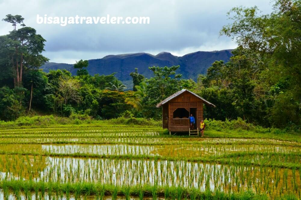 Taking In The Scenery Of The Verdant Rice Paddies In Boljoon