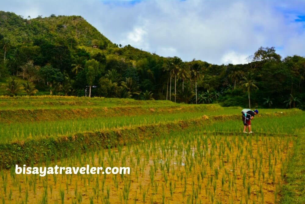 Taking In The Scenery Of The Verdant Rice Paddies In Boljoon