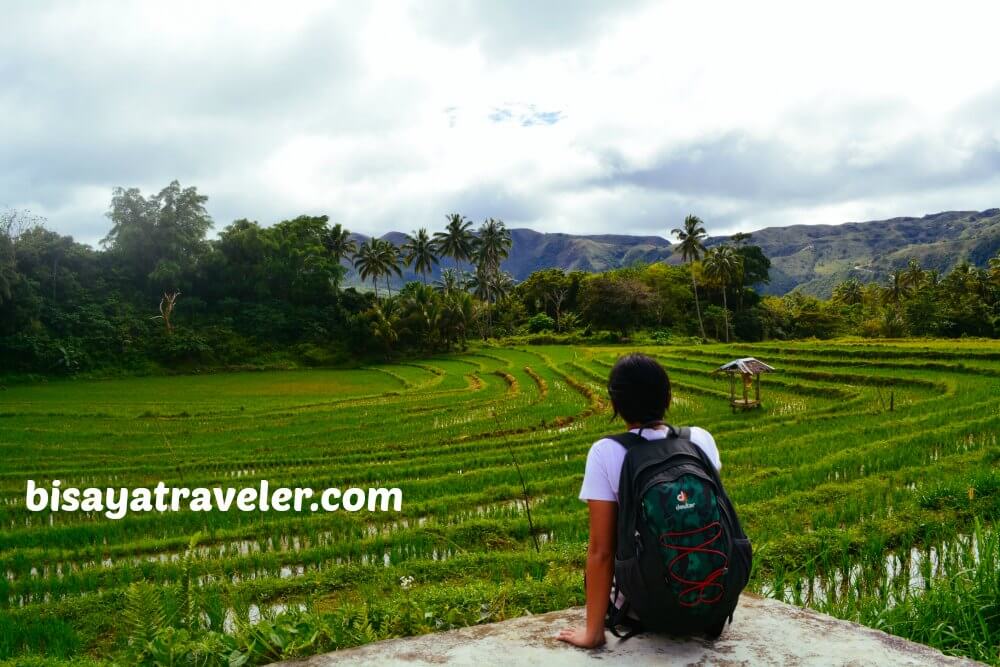 Taking In The Scenery Of The Verdant Rice Paddies In Boljoon