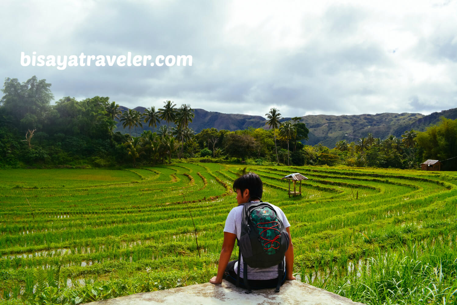 Taking In The Scenery Of The Verdant Rice Paddies In Boljoon