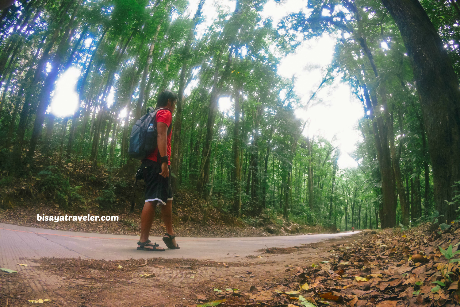 Campo 7 Man-Made Forest: A Mysterious Eye-opening Experience In Cebu  