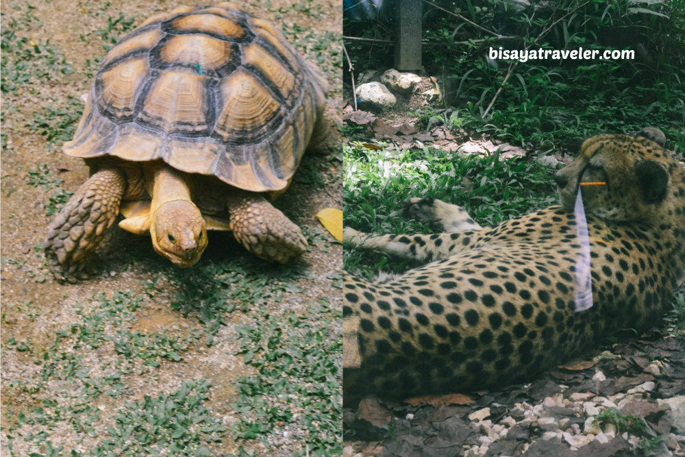 Cebu Safari And Adventure Park: An Irresistible Up-And-Coming Wildlife Haven
