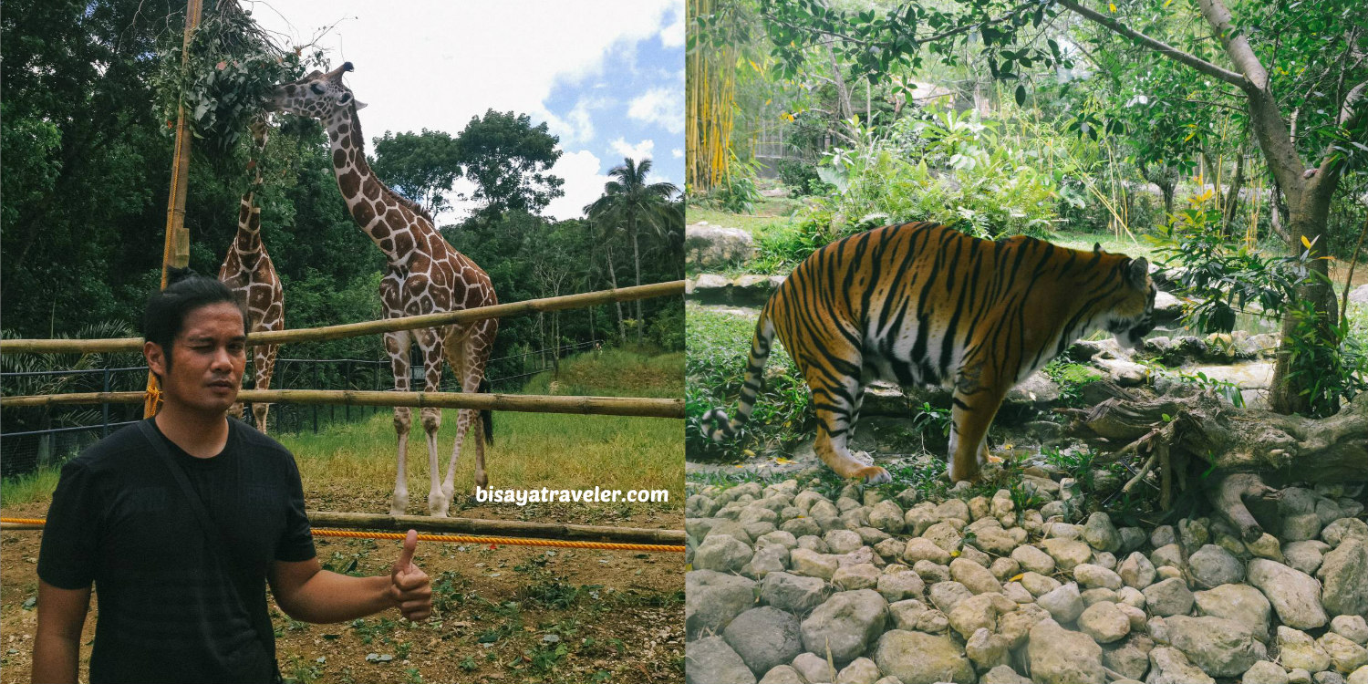 Cebu Safari And Adventure Park: An Irresistible Up-And-Coming Wildlife Haven