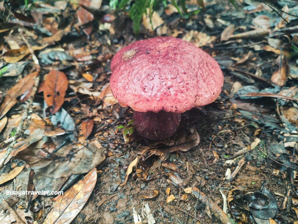 A mushroom in Mt Hamiguitan