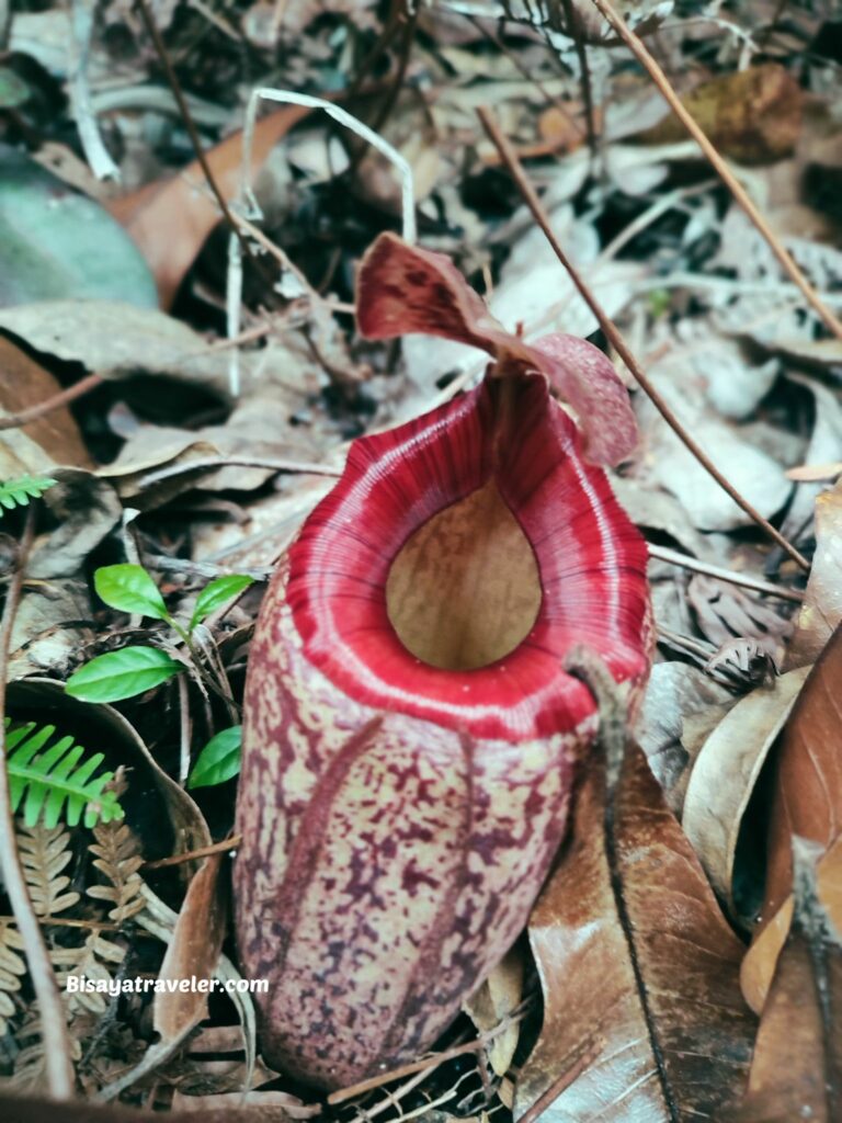 A pitcher plant in Mount Hamiguitan