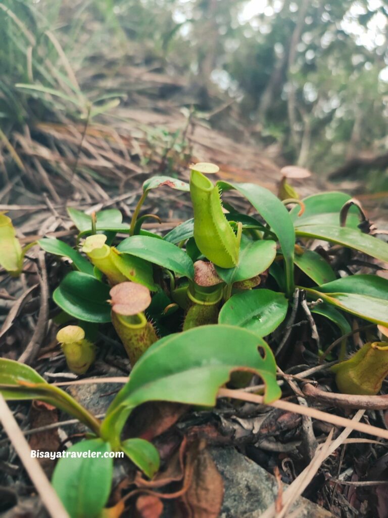 Small pitcher plants in Mount Hamiguitan