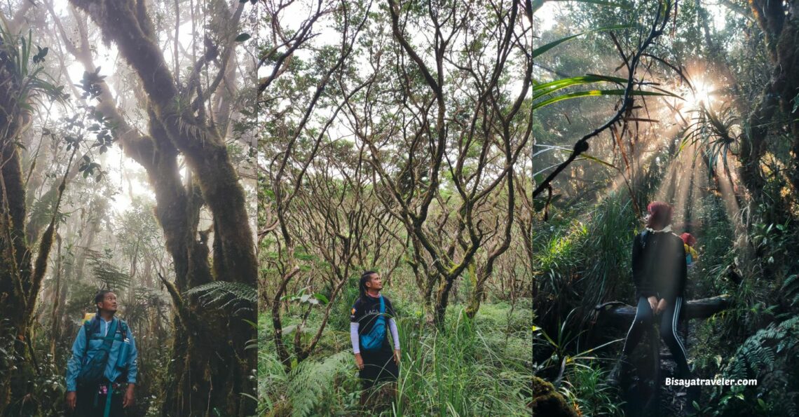 A beautiful collage of Mount Hamiguitan