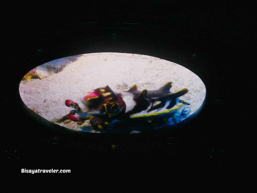 National Museum Of Natural History:  The Things We Miss While Scrolling