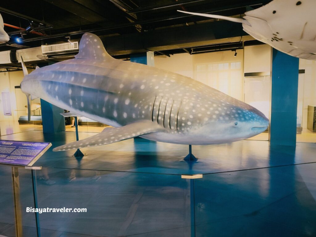 National Museum Of Natural History:  The Things We Miss While Scrolling