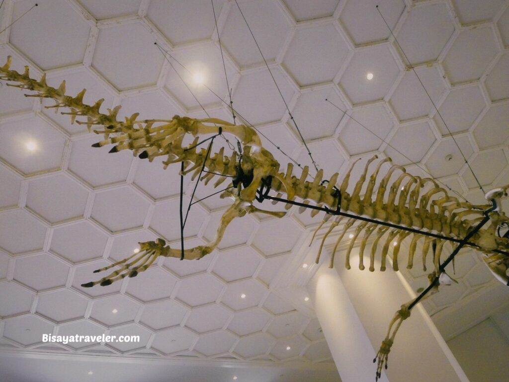National Museum Of Natural History:  The Things We Miss While Scrolling