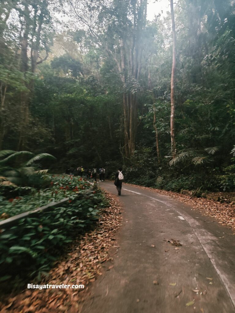 Mt. Makiling And The Rare Rafflesias Most People Will Never See