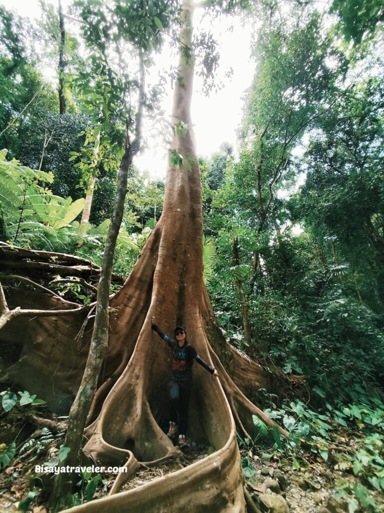Mt. Makiling And The Rare Rafflesias Most People Will Never See