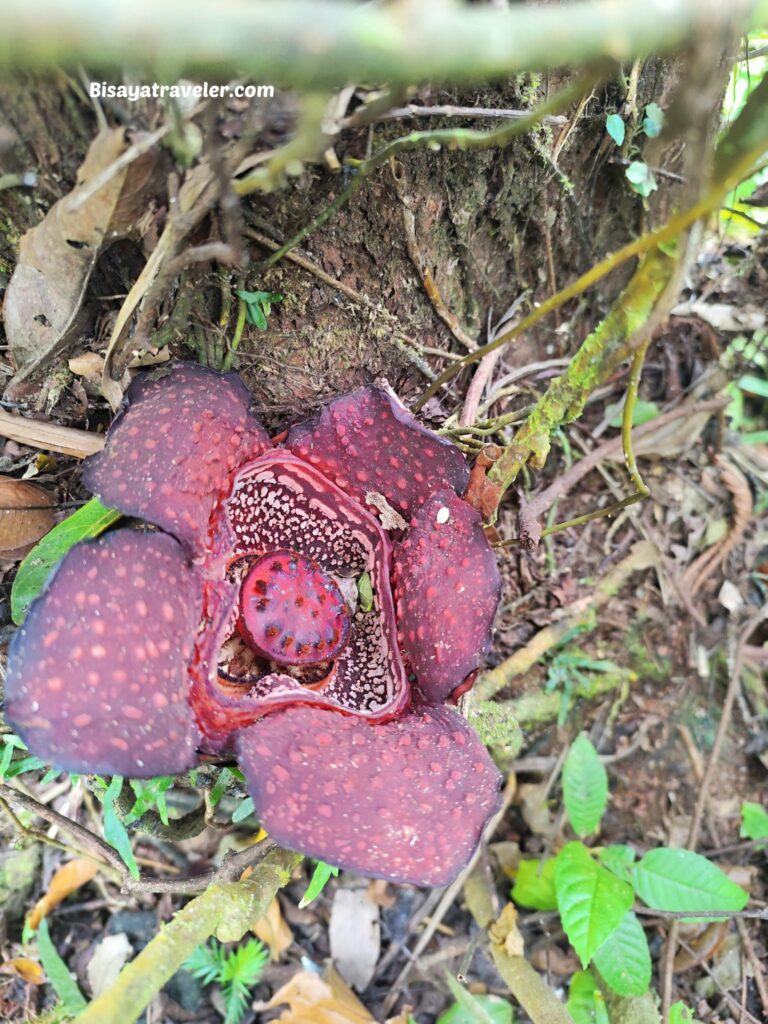 Mt. Makiling And The Rare Rafflesias Most People Will Never See