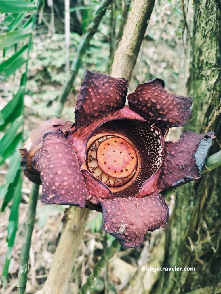 Mt. Makiling And The Rare Rafflesias Most People Will Never See