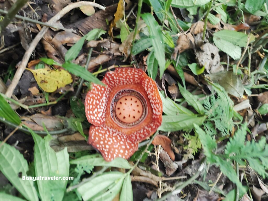 Mt. Makiling And The Rare Rafflesias Most People Will Never See