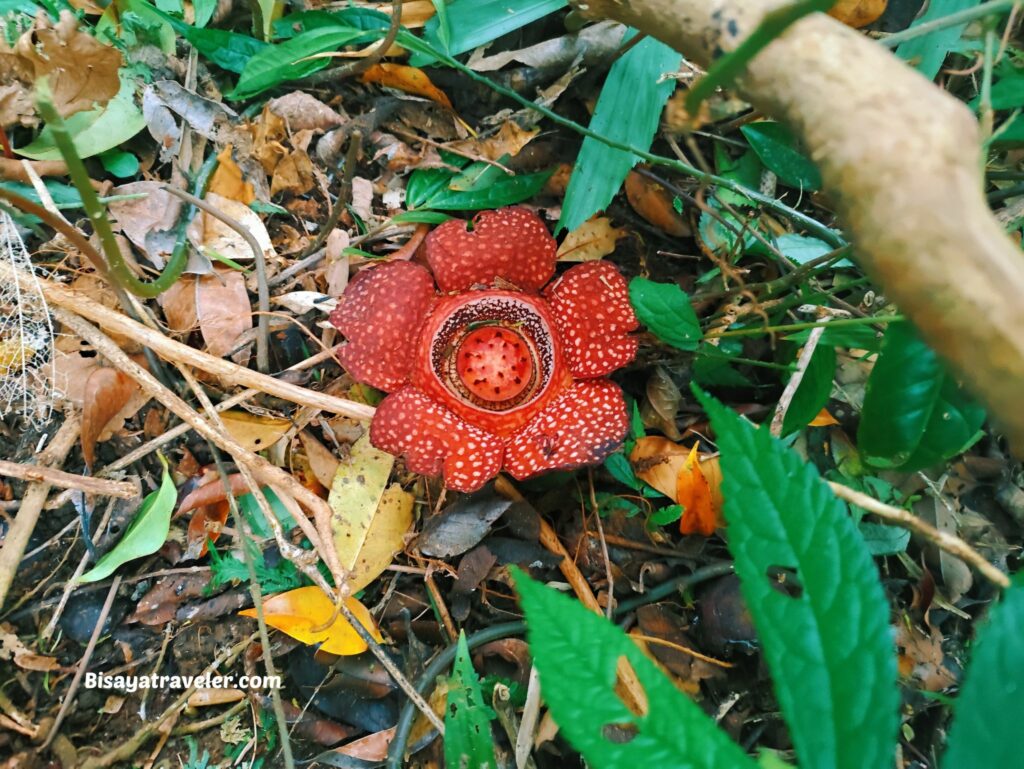 Mt. Makiling And The Rare Rafflesias Most People Will Never See