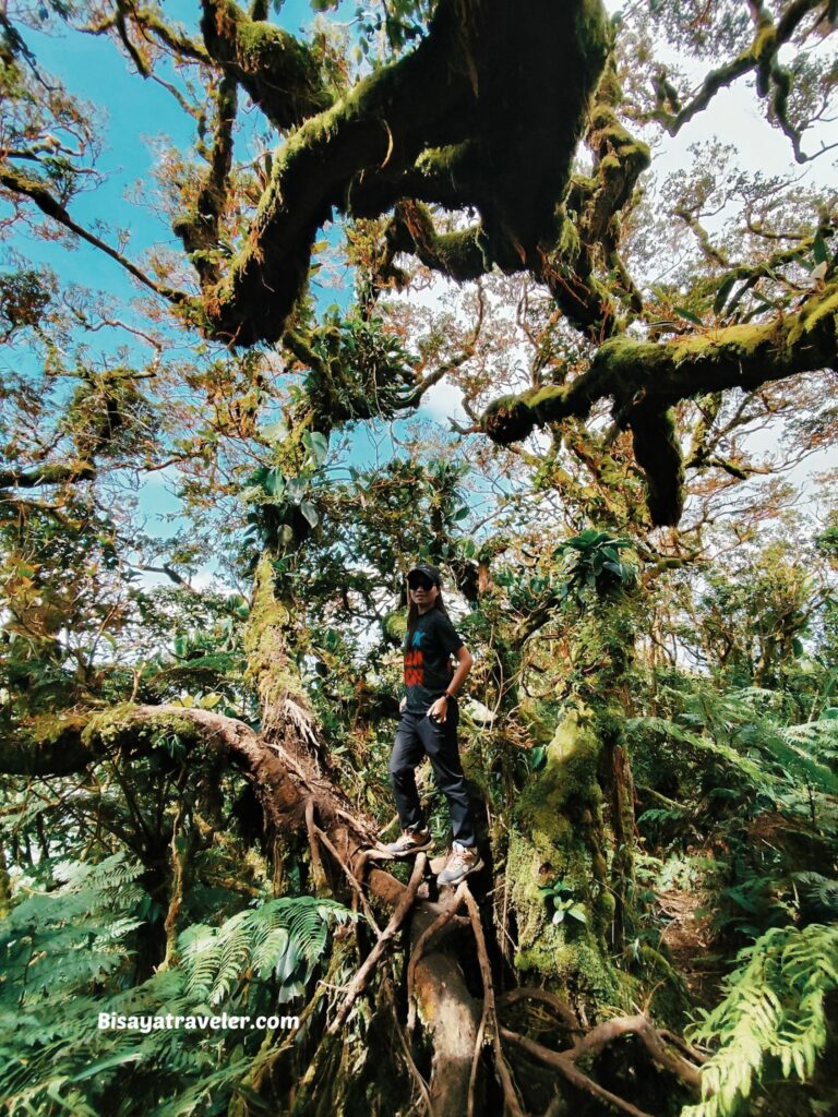 Mt. Makiling And The Rare Rafflesias Most People Will Never See