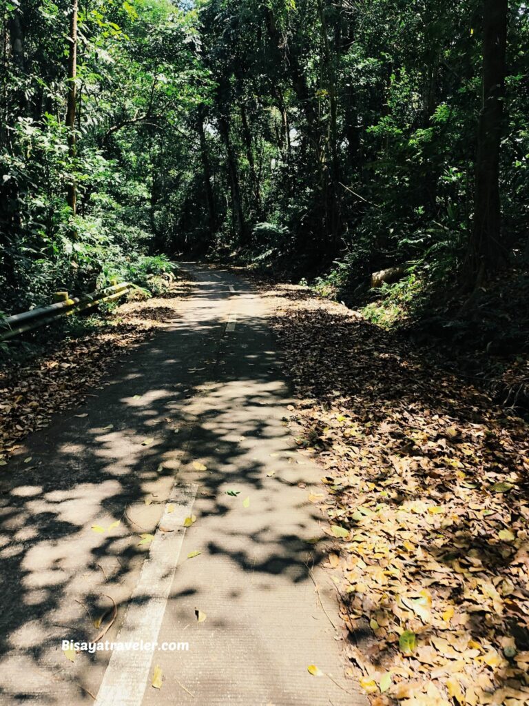 Mt. Makiling And The Rare Rafflesias Most People Will Never See